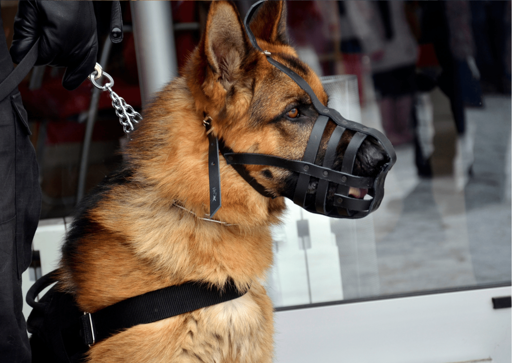 5.chiens agent securite agent chien securite